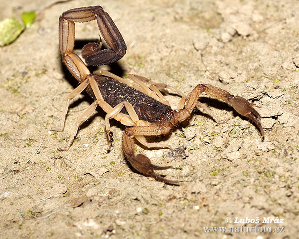 Skorpion (Centruroides sp.)