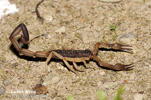 Skorpion (Opisthophthalmus sp.)