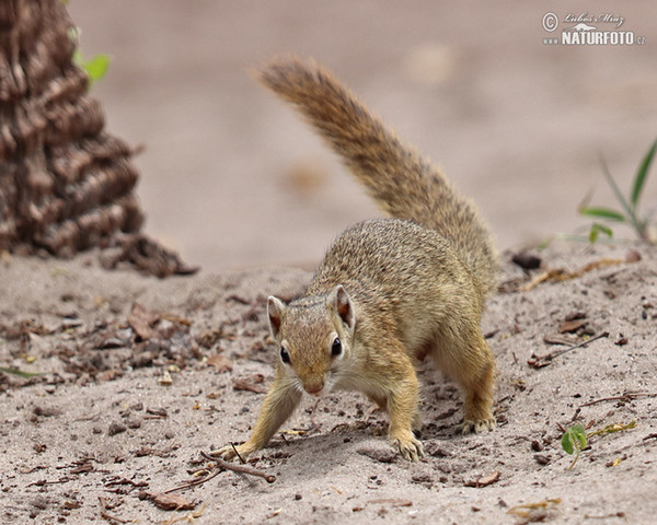 Smith - Buschhörnchen (Paraxerus cepapi)