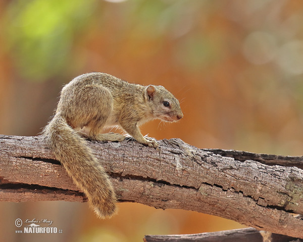 Smith - Buschhörnchen (Paraxerus cepapi)