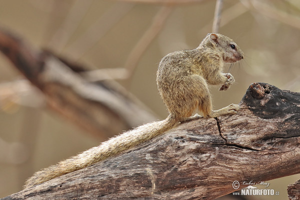 Smith - Buschhörnchen (Paraxerus cepapi)