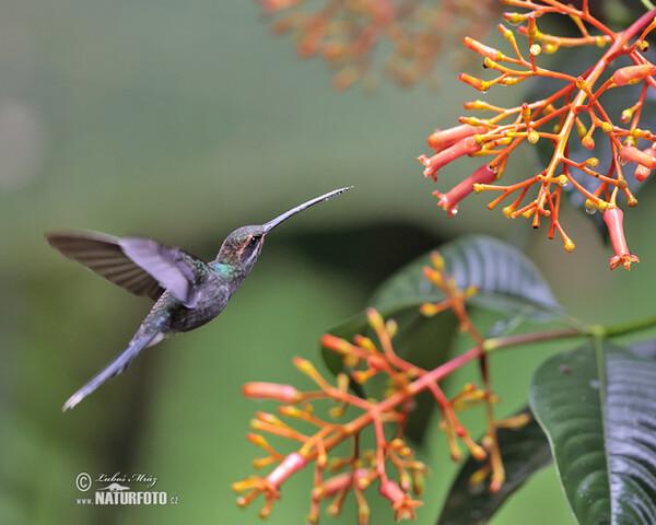 Snaragdschattenkolibri (Phaethornis yaruqui)