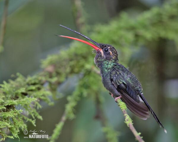 Snaragdschattenkolibri (Phaethornis yaruqui)