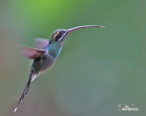 Snaragdschattenkolibri (Phaethornis yaruqui)