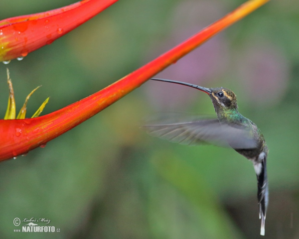 Snaragdschattenkolibri (Phaethornis yaruqui)