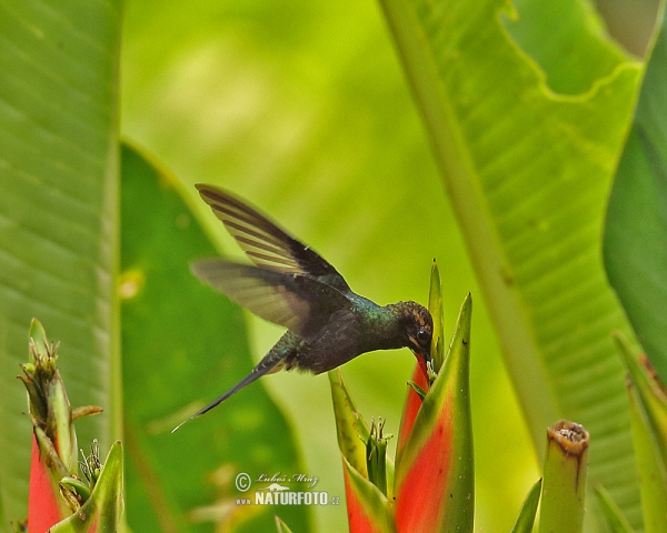 Snaragdschattenkolibri (Phaethornis yaruqui)