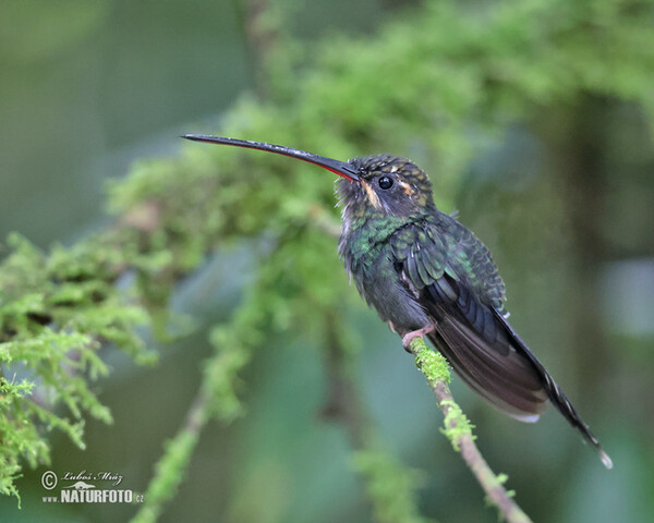 Snaragdschattenkolibri (Phaethornis yaruqui)