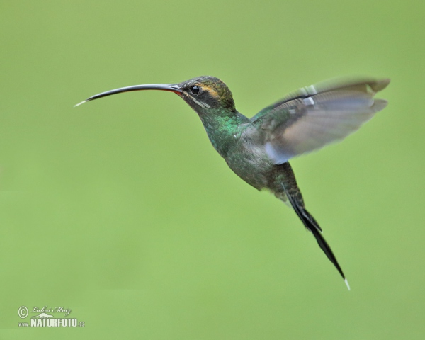 Snaragdschattenkolibri (Phaethornis yaruqui)