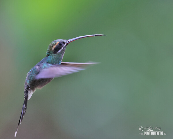 Snaragdschattenkolibri (Phaethornis yaruqui)