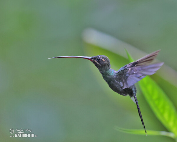 Snaragdschattenkolibri (Phaethornis yaruqui)