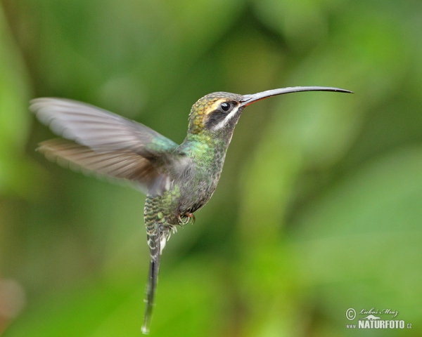 Snaragdschattenkolibri (Phaethornis yaruqui)