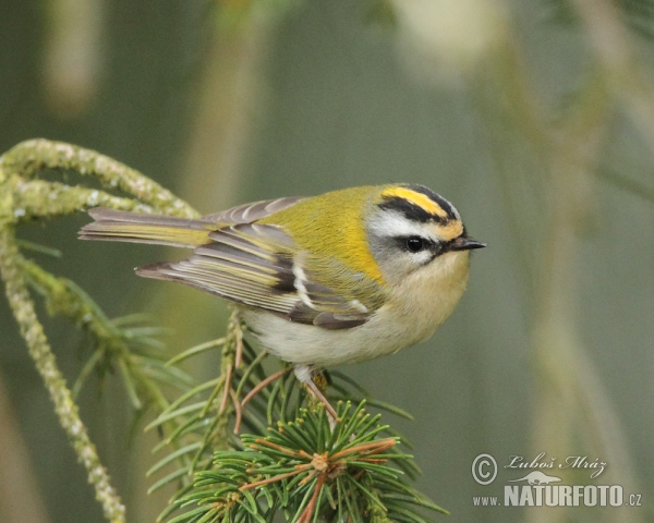 Sommergoldhähnchen (Regulus ignicapillus)