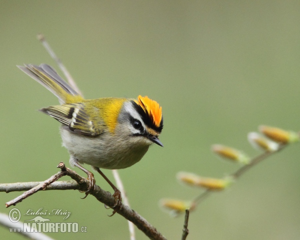 Sommergoldhähnchen (Regulus ignicapillus)