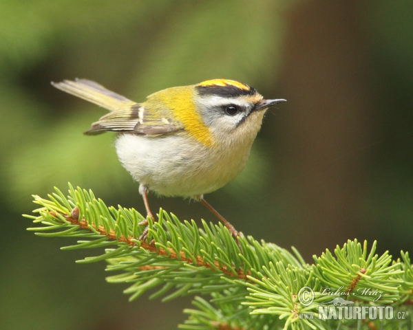 Sommergoldhähnchen (Regulus ignicapillus)