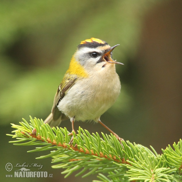 Sommergoldhähnchen (Regulus ignicapillus)