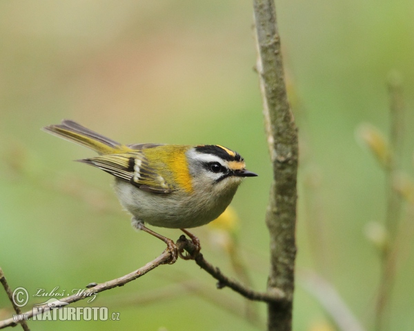 Sommergoldhähnchen (Regulus ignicapillus)