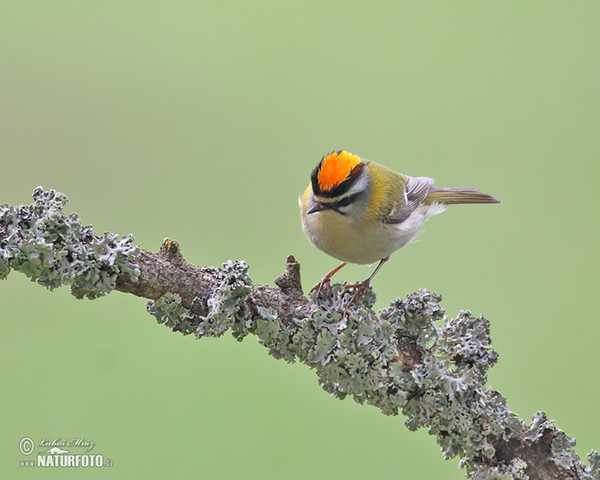 Sommergoldhähnchen (Regulus ignicapillus)