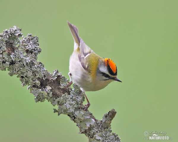 Sommergoldhähnchen (Regulus ignicapillus)