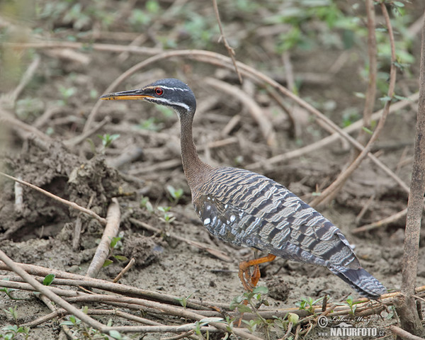 Sonnenralle (Eurypyga helias)