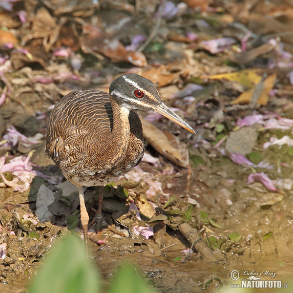 Sonnenralle (Eurypyga helias)