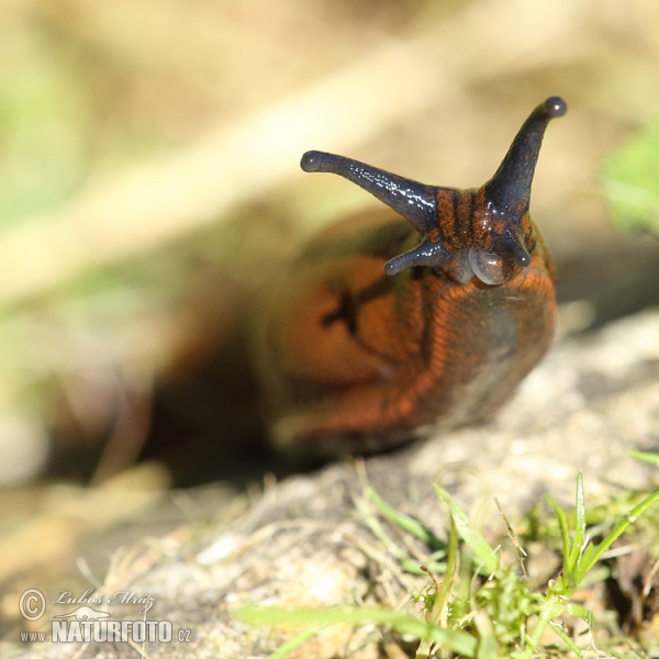 Spanische Wegschnecke (Arion lusitanicus)