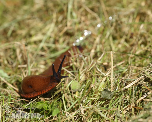 Spanische Wegschnecke (Arion lusitanicus)