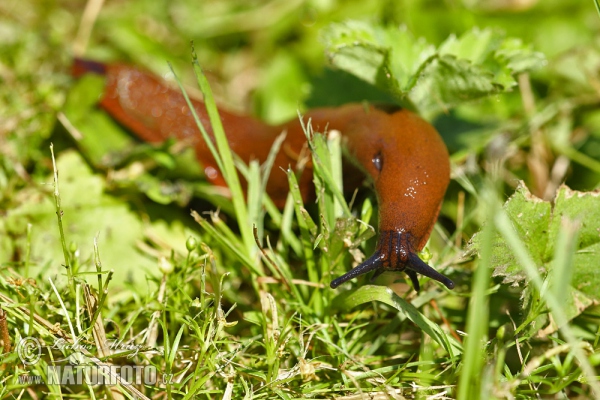 Spanische Wegschnecke (Arion lusitanicus)