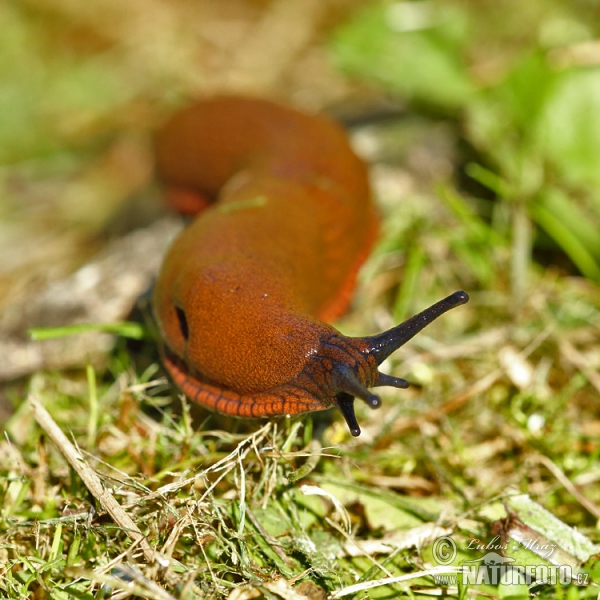 Spanische Wegschnecke (Arion lusitanicus)