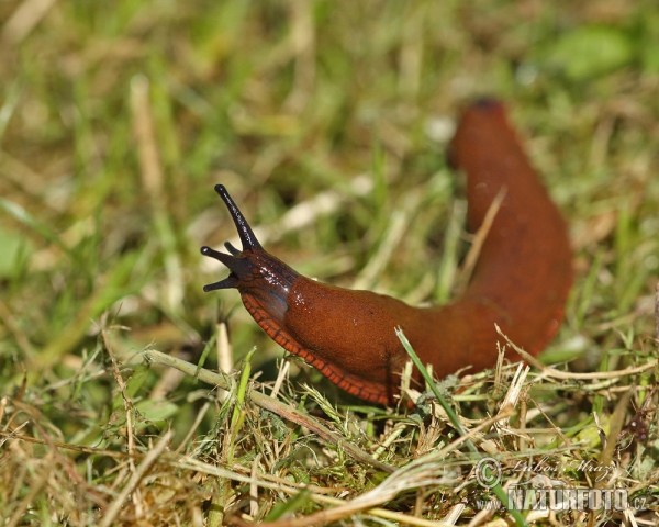 Spanische Wegschnecke (Arion lusitanicus)