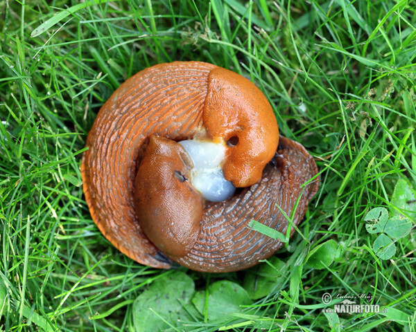 Spanische Wegschnecke - Kopulation (Arion lusitanicus)