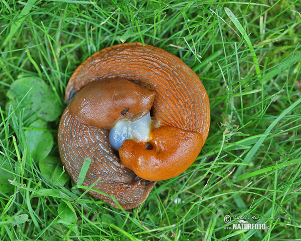 Spanische Wegschnecke - Kopulation (Arion lusitanicus)