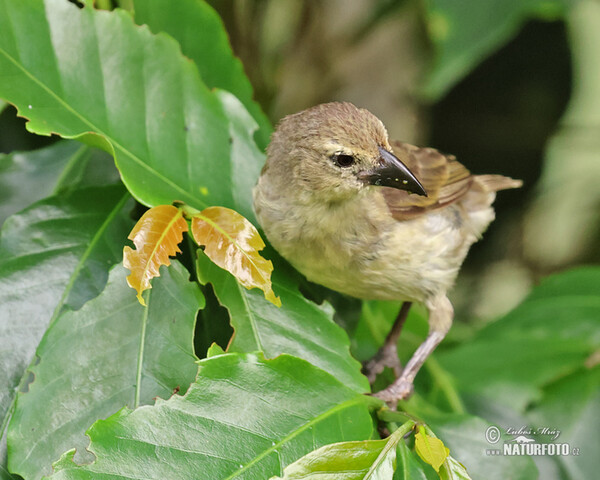 Spechtdarwinfink (Camarhynchus pallidus)