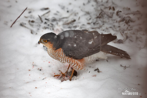 Sperber (Accipiter nisus)