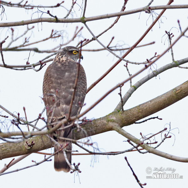 Sperber (Accipiter nisus)