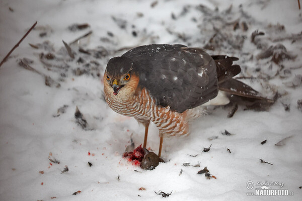 Sperber (Accipiter nisus)