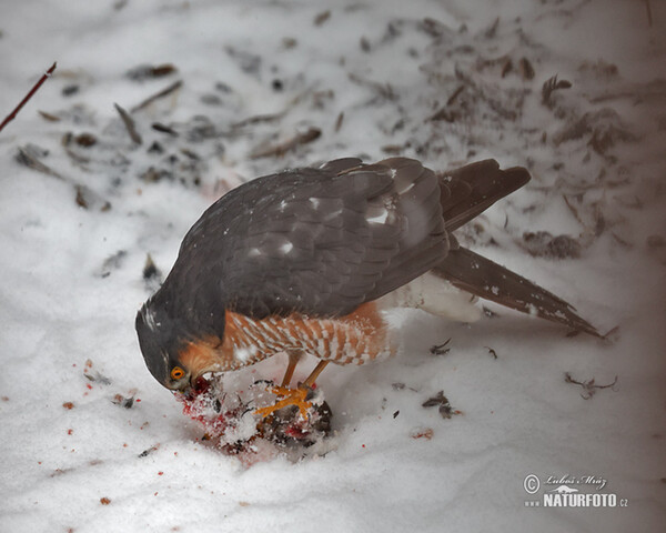 Sperber (Accipiter nisus)