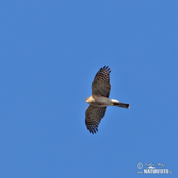 Sperber (Accipiter nisus)