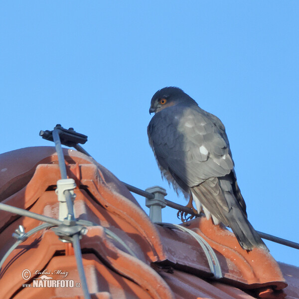 Sperber (Accipiter nisus)