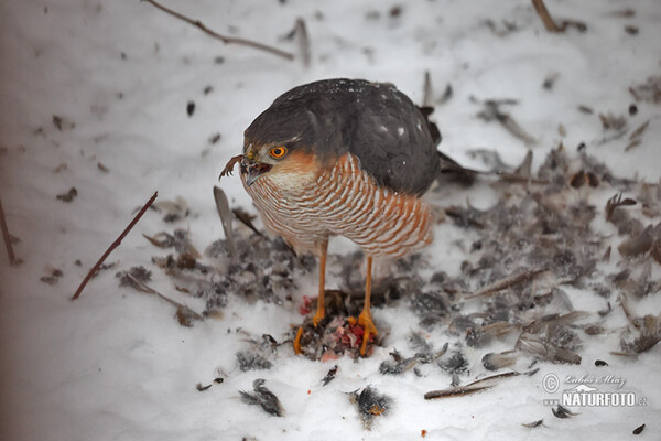 Sperber (Accipiter nisus)