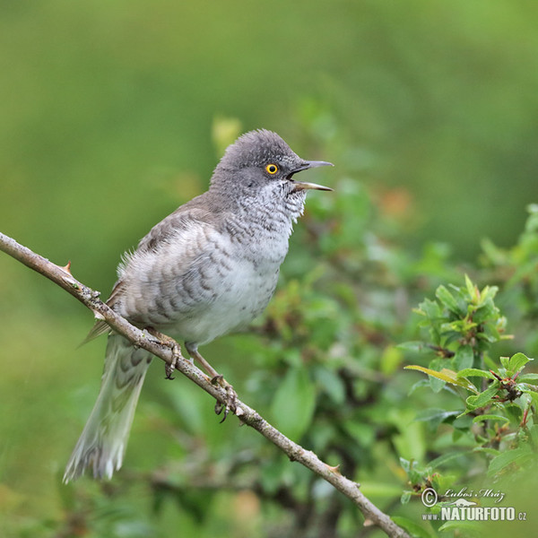 Sperbergrasmücke (Sylvia nisoria)