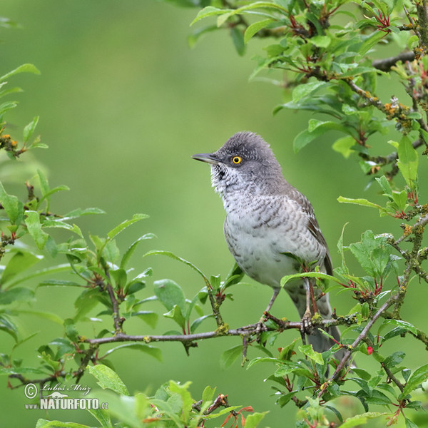 Sperbergrasmücke (Sylvia nisoria)