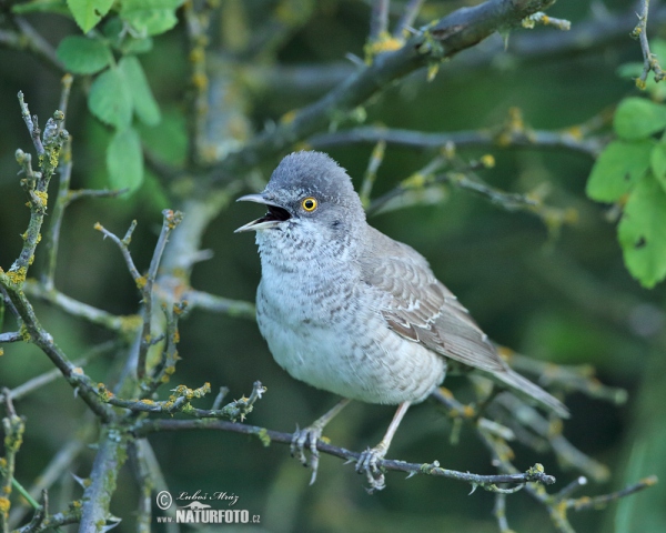 Sperbergrasmücke (Sylvia nisoria)