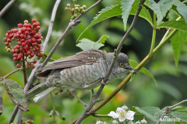 Sperbergrasmücke (Sylvia nisoria)