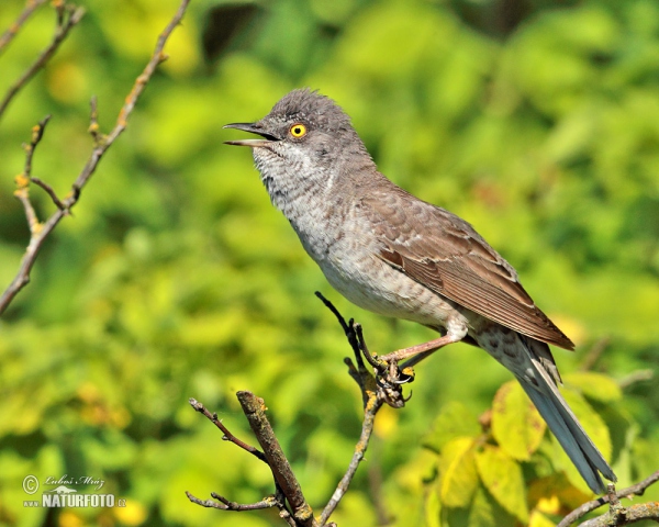 Sperbergrasmücke (Sylvia nisoria)