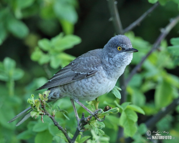 Sperbergrasmücke (Sylvia nisoria)