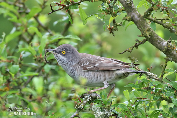 Sperbergrasmücke (Sylvia nisoria)