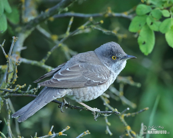 Sperbergrasmücke (Sylvia nisoria)