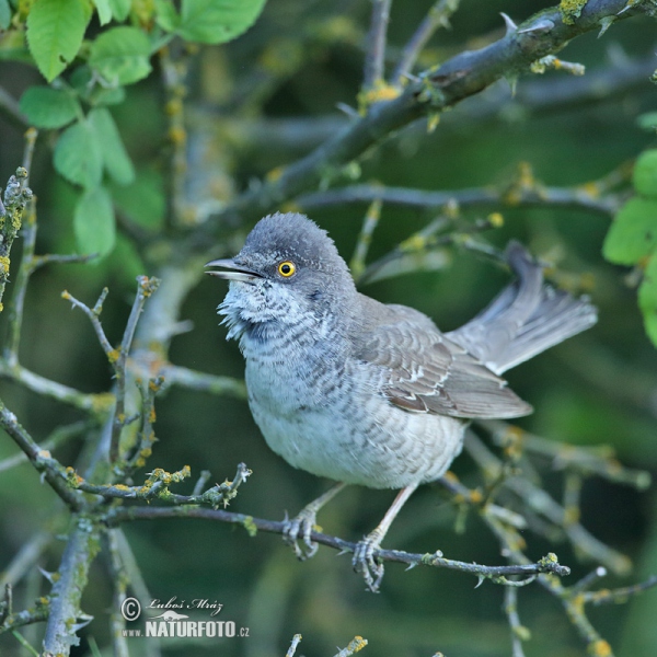 Sperbergrasmücke (Sylvia nisoria)