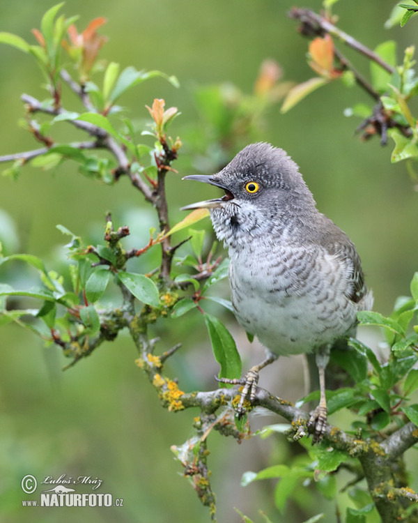 Sperbergrasmücke (Sylvia nisoria)