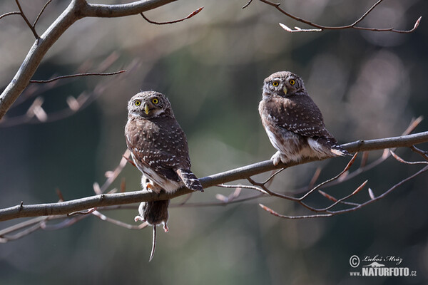 Sperlingskauz (Glaucidium passerinum)